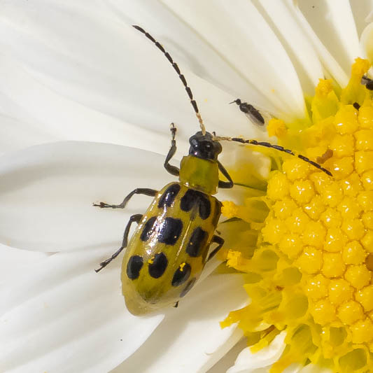 Diabrotica undecimpunctata (Spotted Cucumber Beetle).jpg